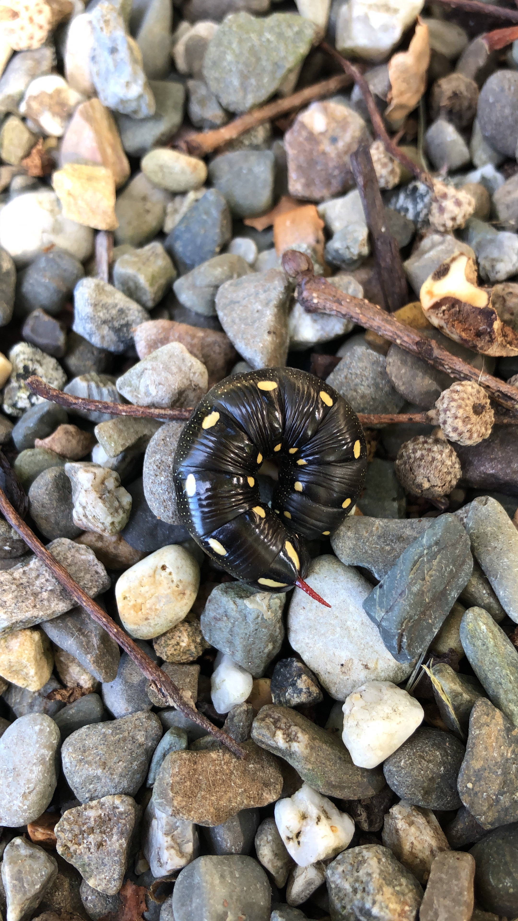 Bedstraw Caterpillar